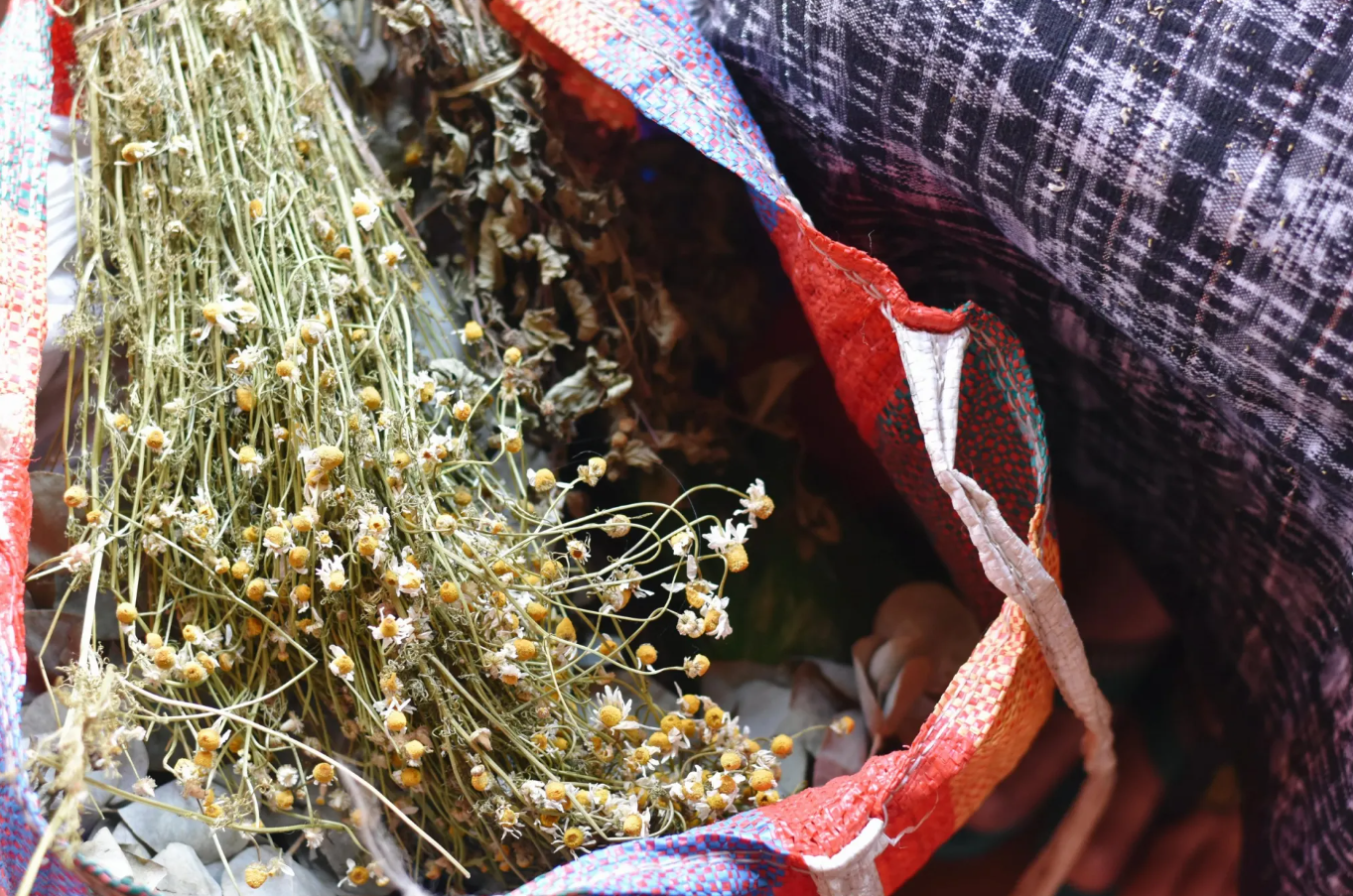  Fotografía: Celeste Mayorga 